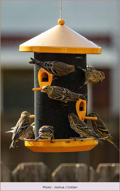 Feathered Friends: Enhance Your Home Decor with Hanging Bird Feeders