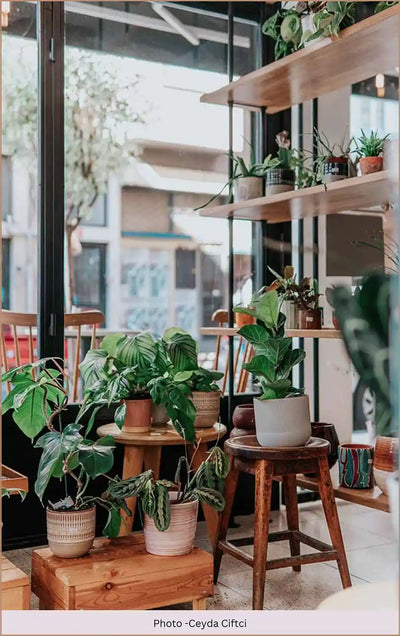 Breathe Life into Your Home with Pots & Planters