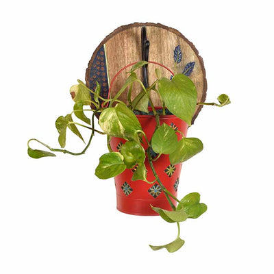 Red Bucket Metal Planter on a Round Wall Hook - Decor & Living - 3