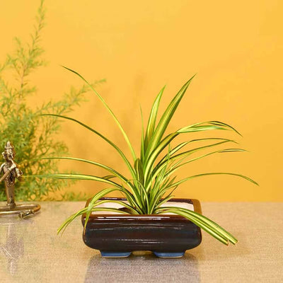 Bonsai Planter Tray - Set of 4 - Decor & Living - 1