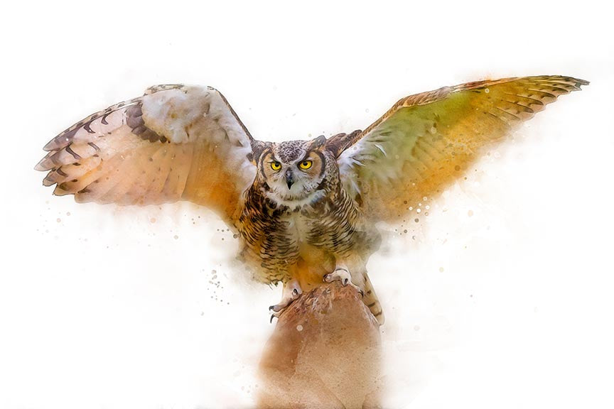 Landing Owl - Wall Decor - 2