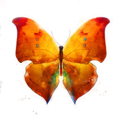 Tropical Orange Butterfly - Wall Decor - 2