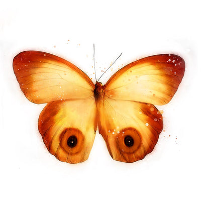 Butterfly with Eyes - Wall Decor - 2